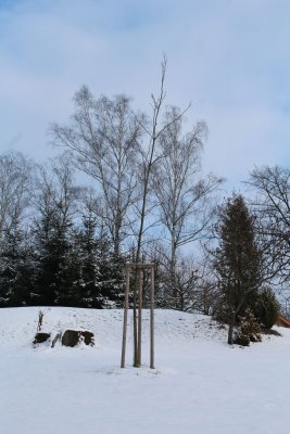 Quercus rubra - dub červený - zimní habitus (13)